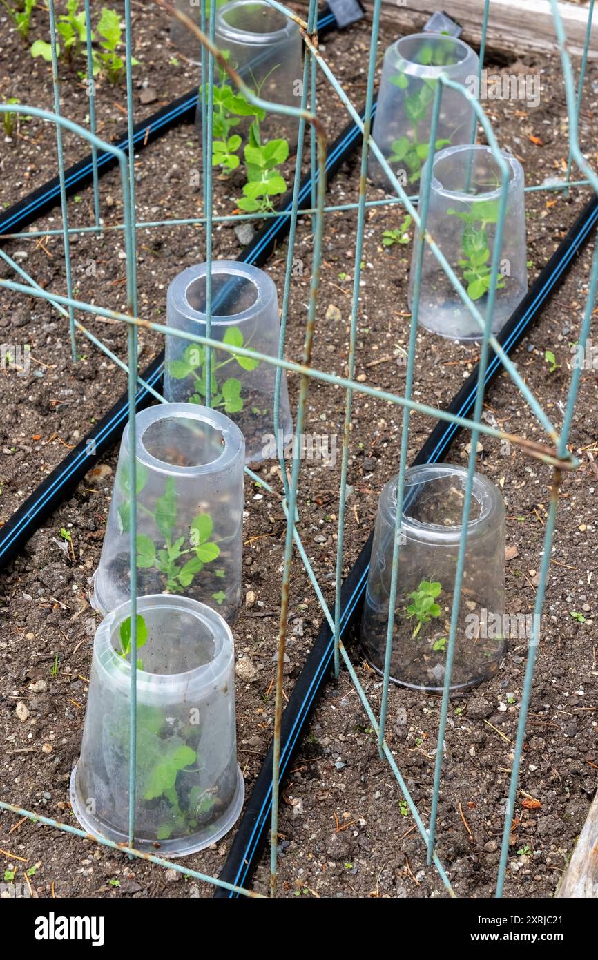 Issaquah, Washington, États-Unis. Pois cassés entourés de contenants en plastique pour les protéger d'être mangés par les souris. Banque D'Images
