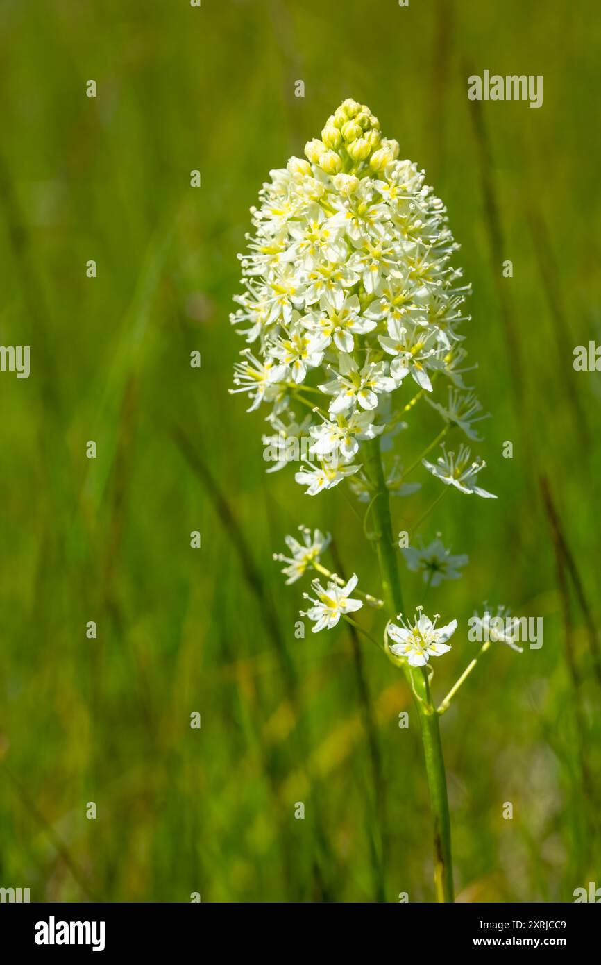 Réserve naturelle de Mima Mounds près d'Olympia, Washington, États-Unis. Gros plan sur les camas de la mort des prairies (Toxicoscordion venenosum) Banque D'Images