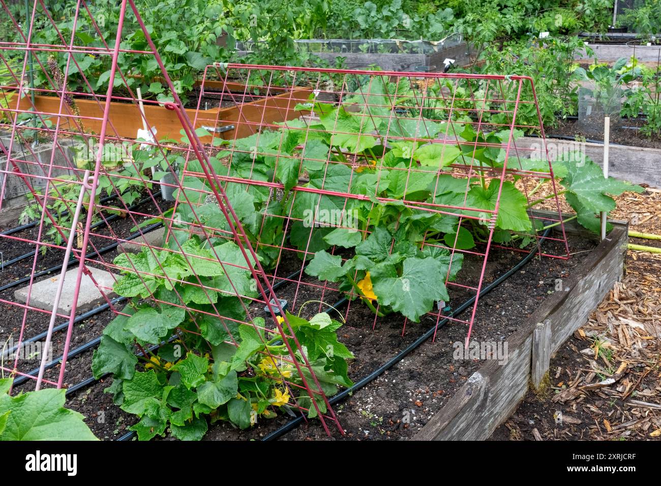 Issaquah, Washington, États-Unis. Courge poussant sur un treillis dans un lit surélevé dans un jardin communautaire Banque D'Images