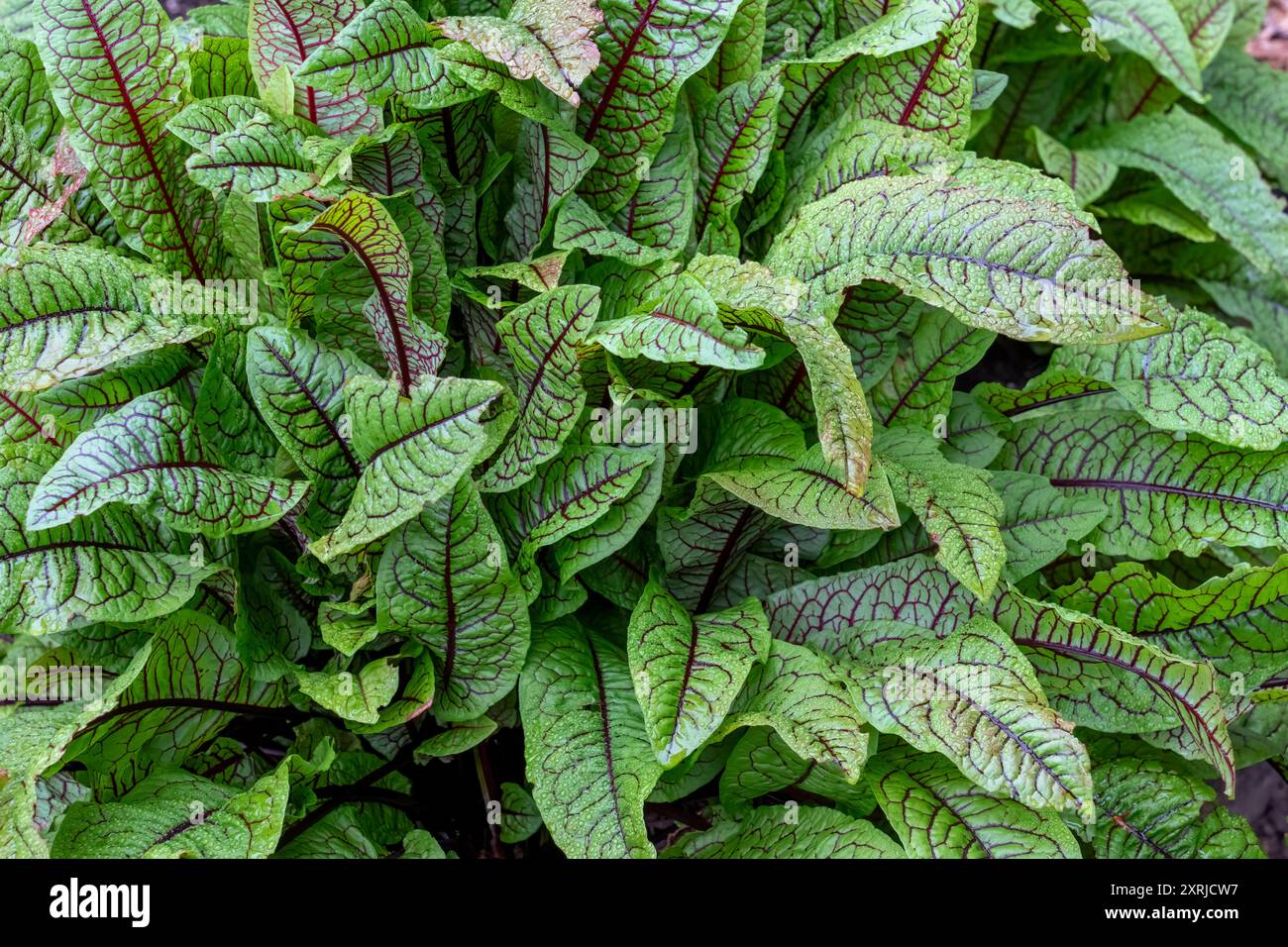 Issaquah, Washington, États-Unis. Plante Sorrel à veines de sang, alias Bloody Dock, ou Red-Veined Dock Banque D'Images