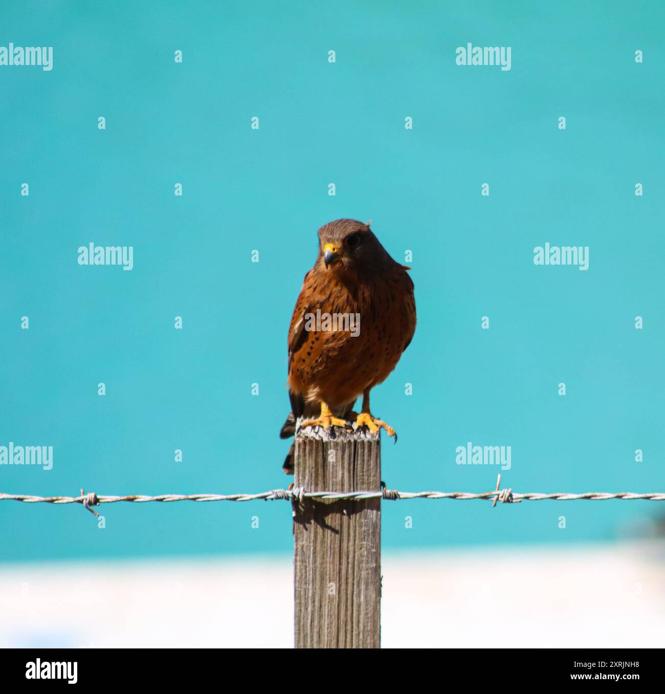 Rock Kestrel au repos Banque D'Images