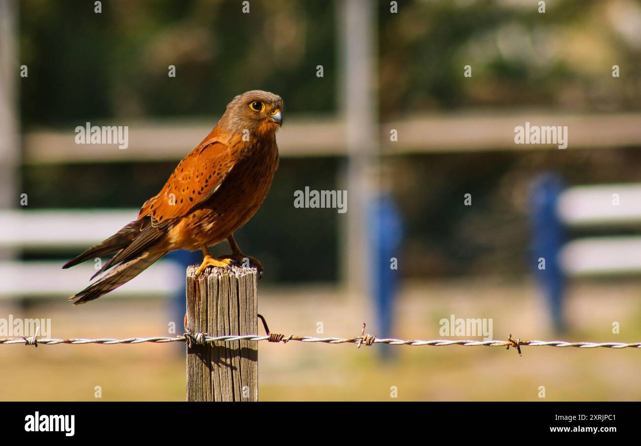 Rock Kestrel au repos Banque D'Images
