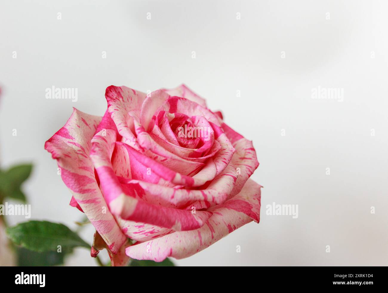 Délicate rose blanc-rose sur fond blanc Banque D'Images
