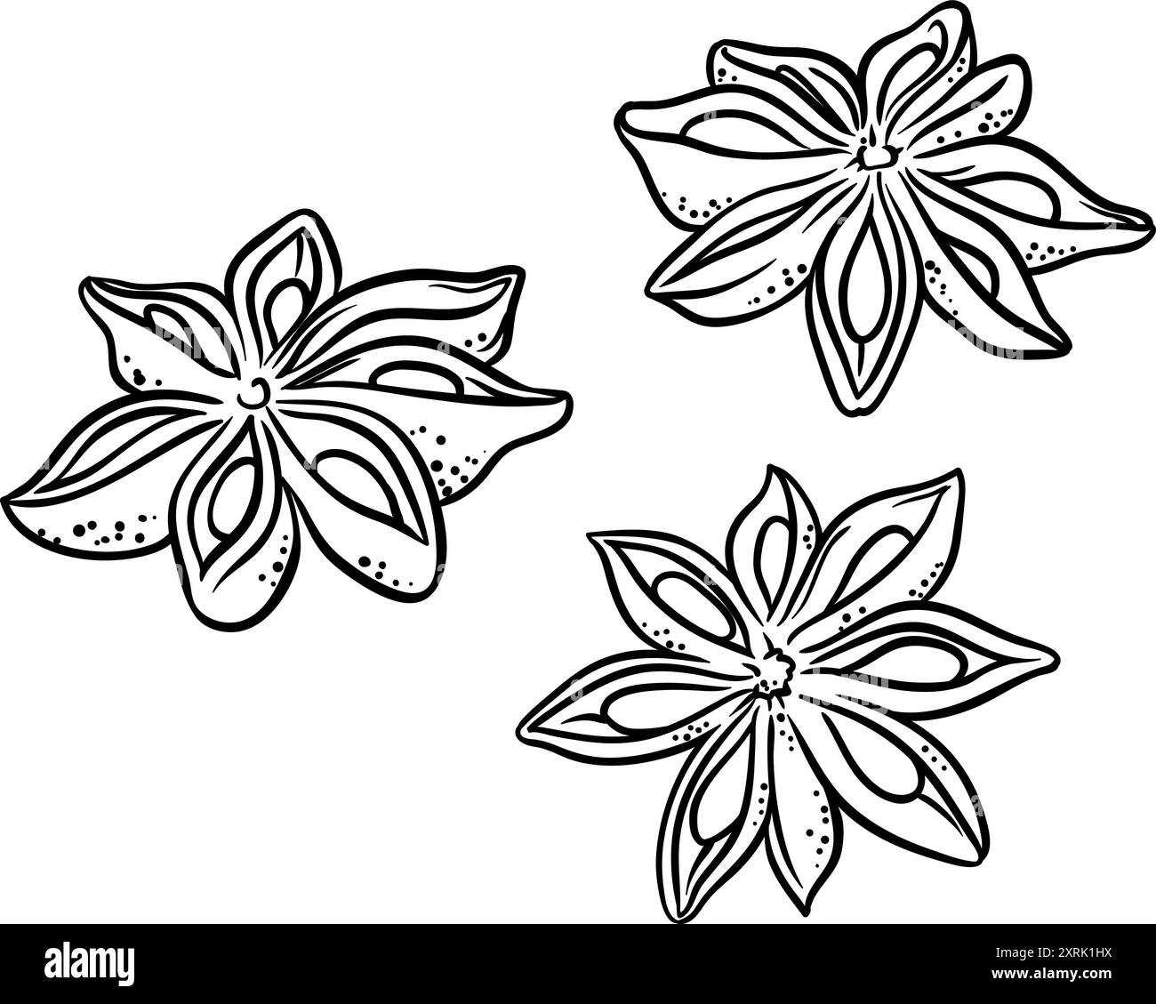 Anis Seeds Isolated Outline illustration. Illustration de Vecteur