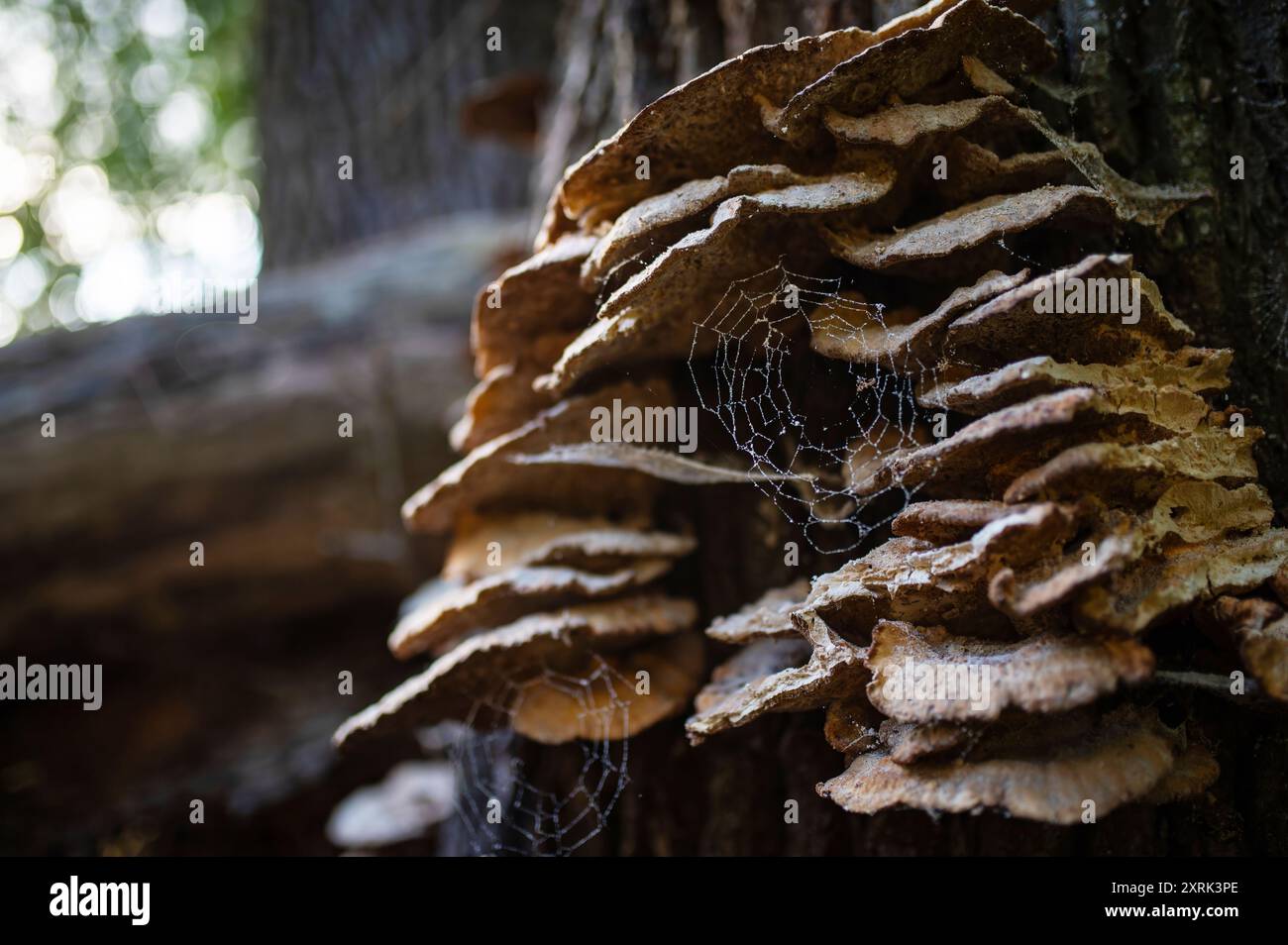 Champignons ou champignons sur un arbre avec toile d'araignée. Journée nationale des champignons. Estonie 2024 Banque D'Images
