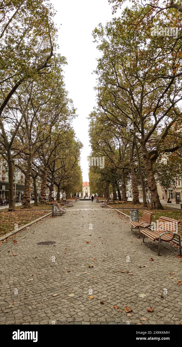 Dresde, Allemagne - 7 octobre 2023 : chemin piétonnier entouré d'arbres d'automne Banque D'Images