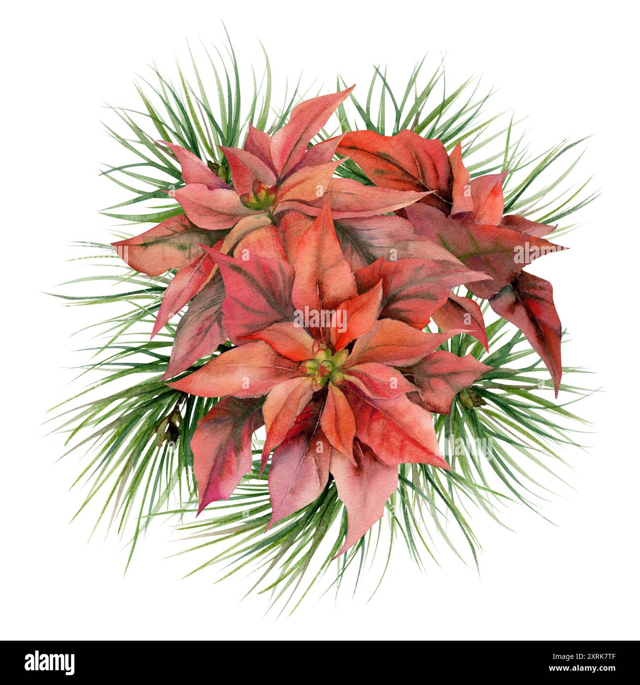 Fleurs de poinsettia rouge, feuilles de sapin de pin épicéa. Aquarelle illustration dessinée à la main, boutonnière isolée sur blanc. Noël, bonne année festive Banque D'Images