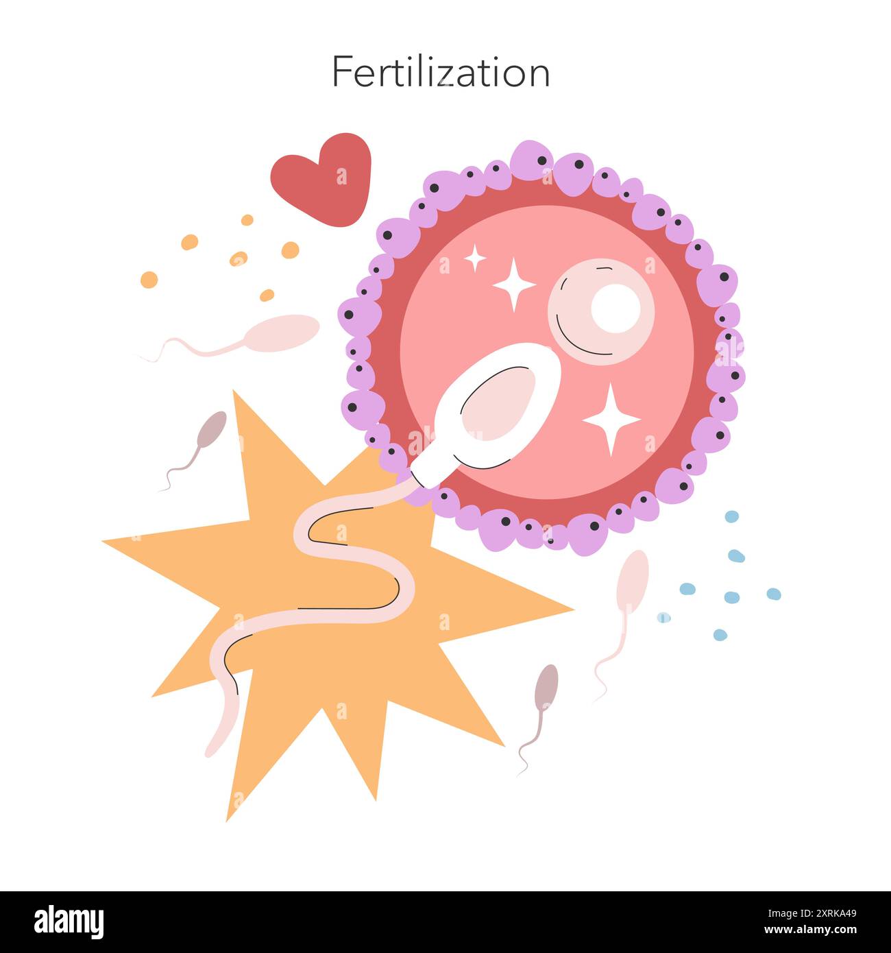 Concept de fertilisation. Représentation amusante de spermatozoïdes rencontrant des ovules pendant la fécondation avec des étoiles et un symbole de cœur. Biologie de la reproduction. Illustration vectorielle. Illustration de Vecteur