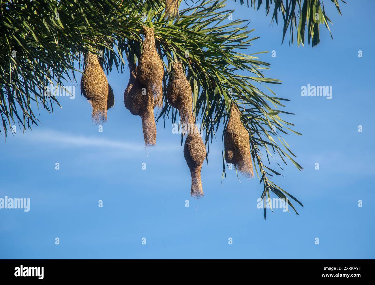 Nid de Tisserin Banque D'Images