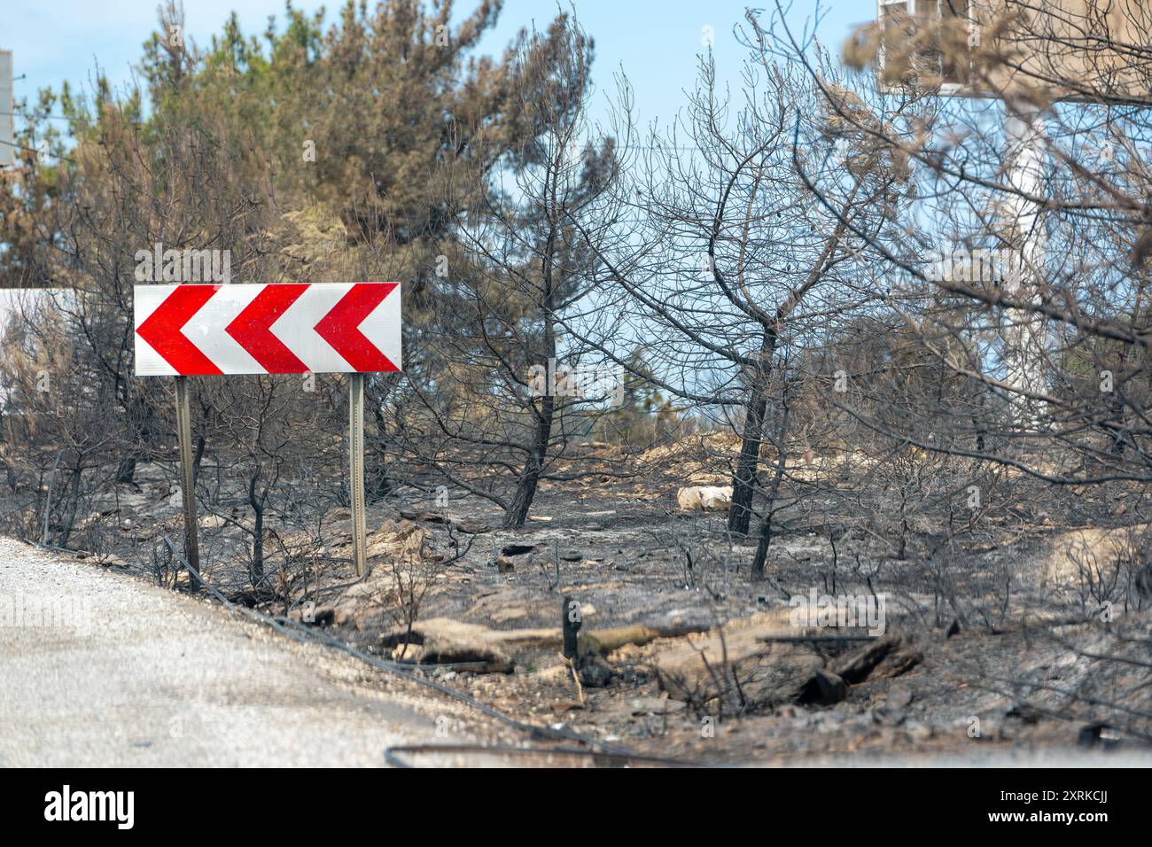 Arbres morts et forêt morte après un incendie de forêt massif. Incendie de forêt en cas de catastrophe naturelle Banque D'Images