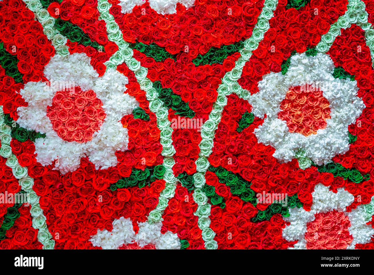 Texture de roses multicolores naturelles. Composition des roses. Fond floral de différentes roses. Banque D'Images