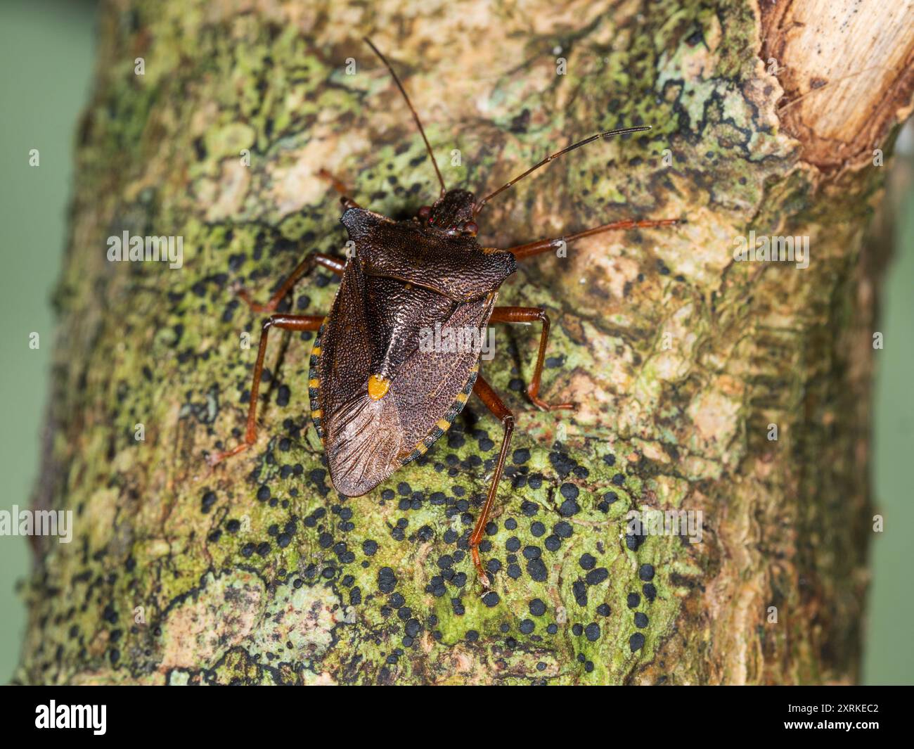 Bouclier à pattes rouges, Pentatoma rufipes, dans un jardin britannique Banque D'Images