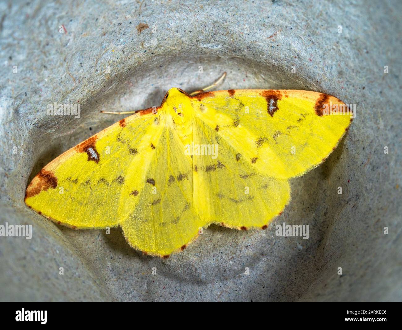 Étendez les ailes jaunes de la teigne de Brimstone, Opisthograptis luteolata, un visiteur du jardin britannique Banque D'Images