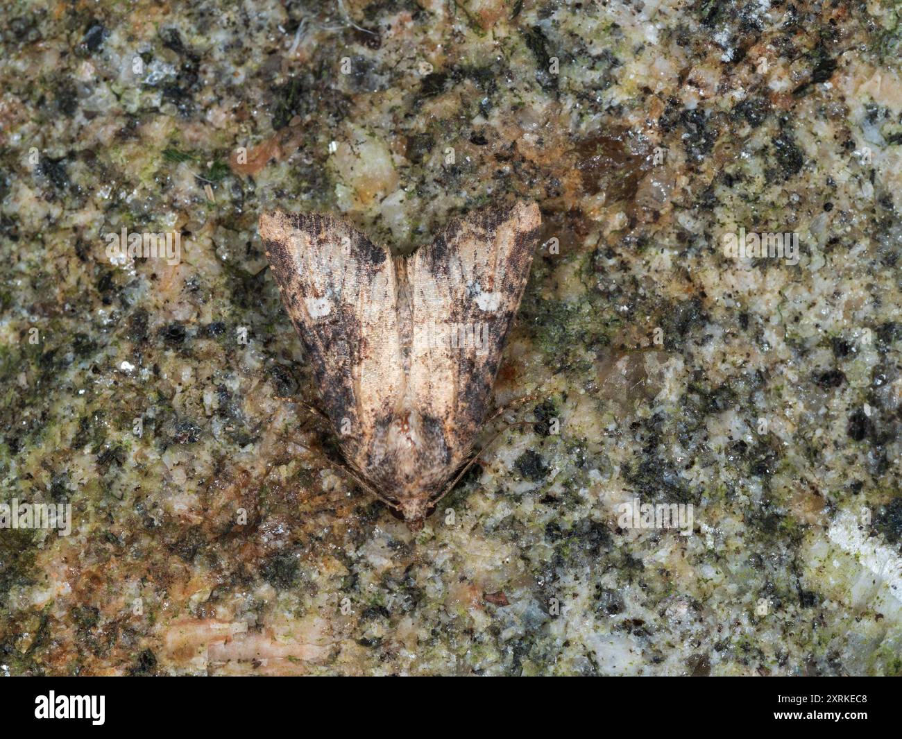 Adulte volant de nuit UK Moth, Mesapamea secalis agg, Common rustic agg. Banque D'Images