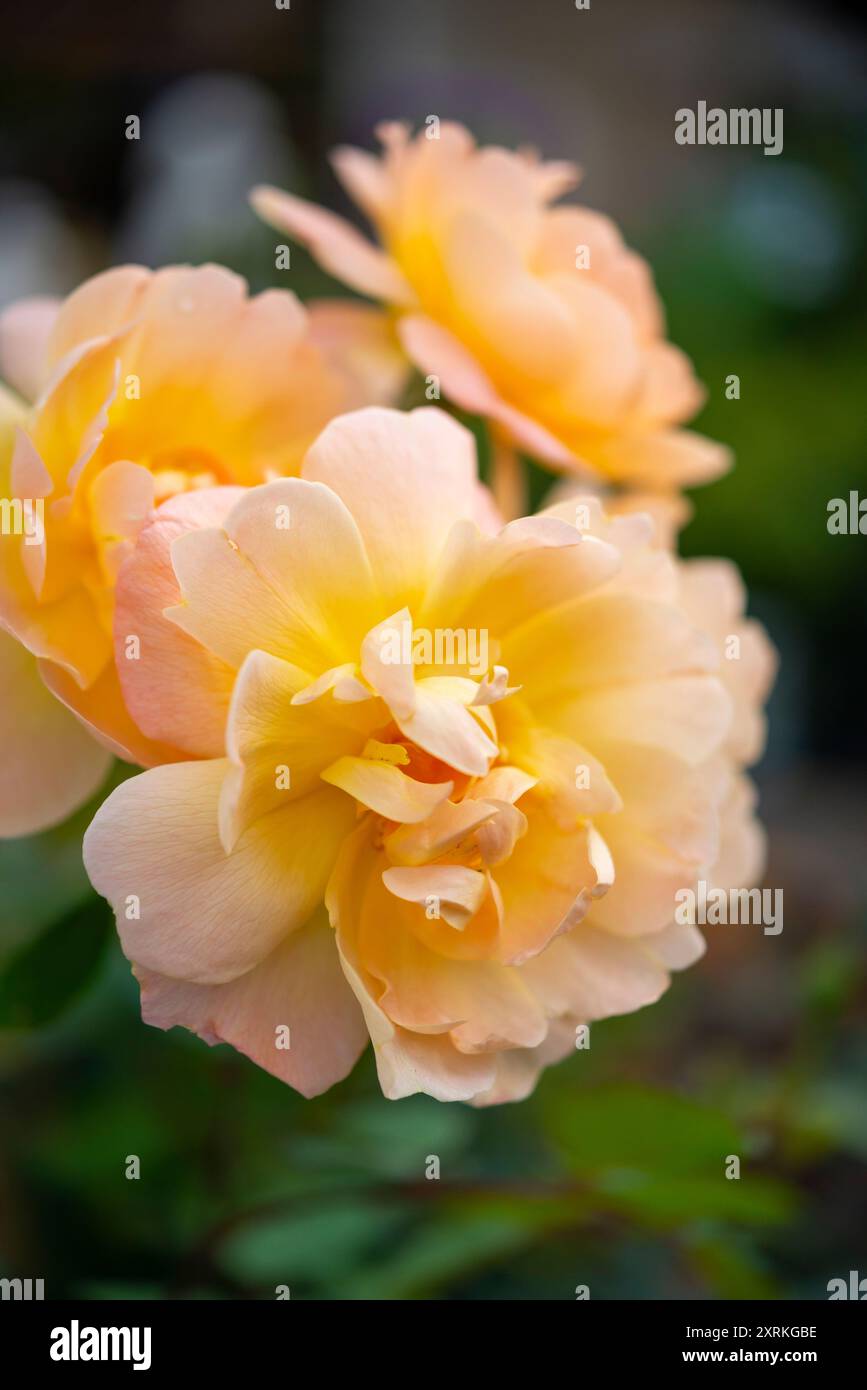 Rosa 'The Lark Ascending' fleurit en gros plan Banque D'Images