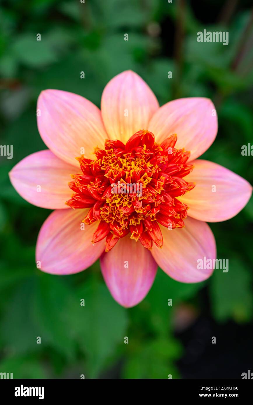 Dahlia 'Totally Tangerine', un type anémone avec des fleurs orange rose en été Banque D'Images