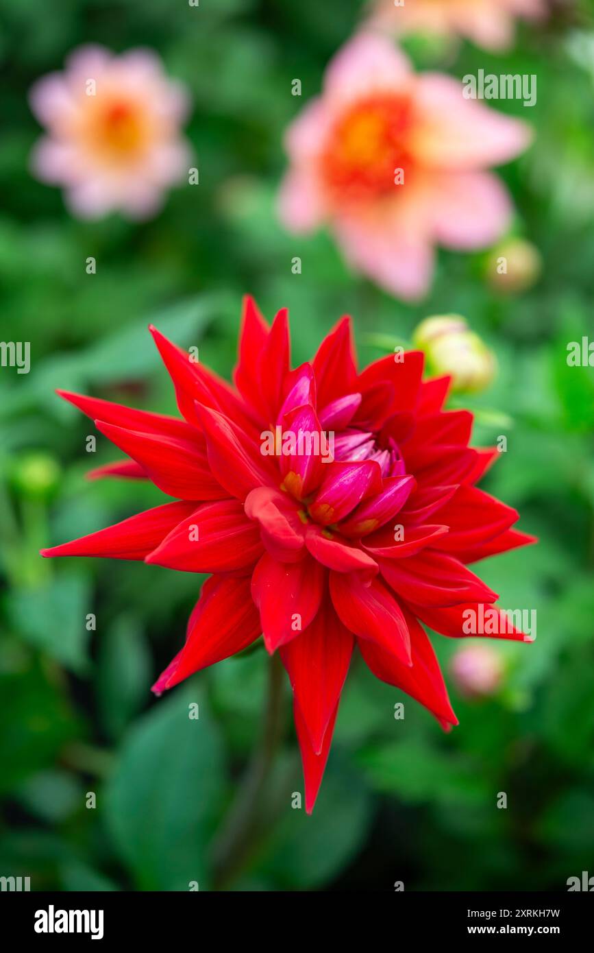 Dahlia 'Wittemans Best'. Une grande variété fleurie de Dahlia avec des fleurs rouges profondes à la fin de l'été. Banque D'Images