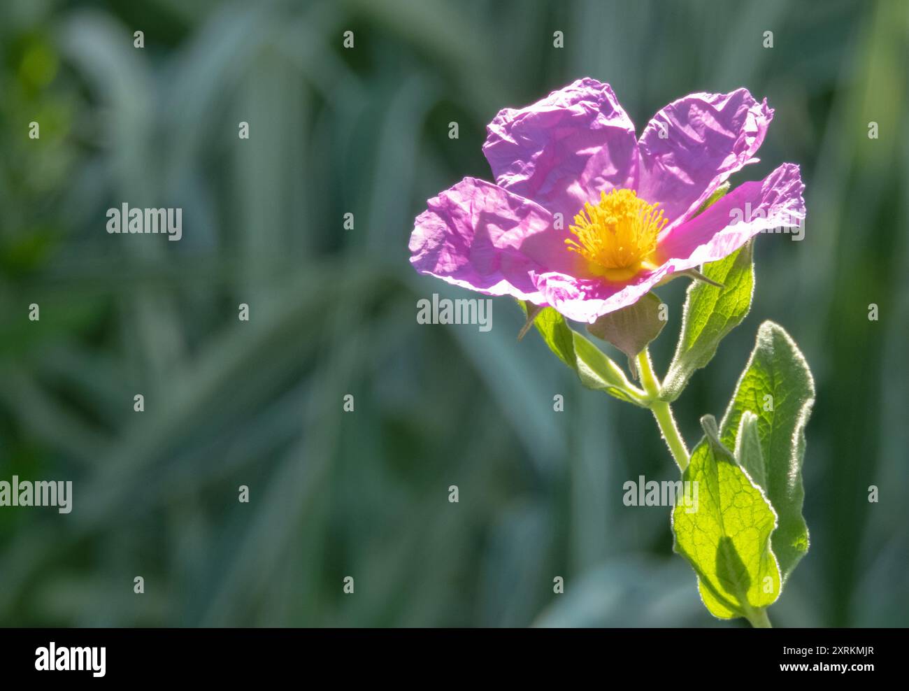 Fleur rose Cistus albidus avec pétales froissés et étamines jaunes en contre-jour sur le fond flou foncé. Plante à fleurs de cistus à feuilles grises. Banque D'Images