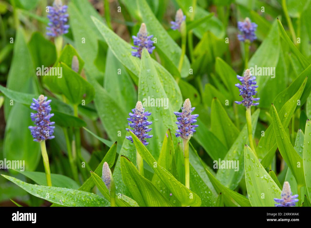 Pontederia cordata var. Lancifolia, Pontederia lanceolata, Pontederiaceae, herbe au brochet. Plante aquatique envahissante, avec des fleurs bleues/violettes. Banque D'Images