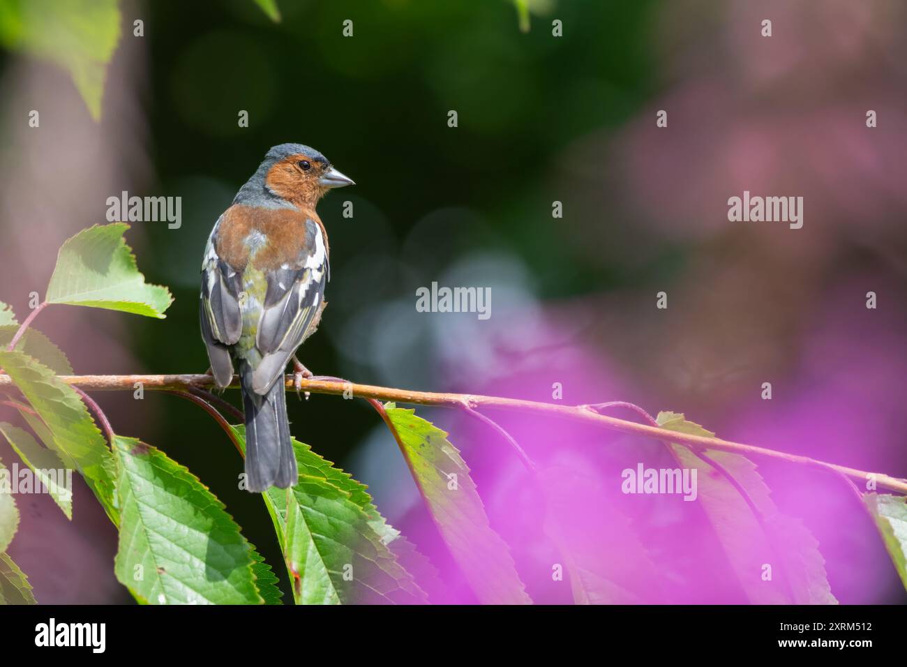 Chaffinch (Fringilla coelebs), Morton Lochs, Fife, Écosse, Royaume-Uni. Banque D'Images