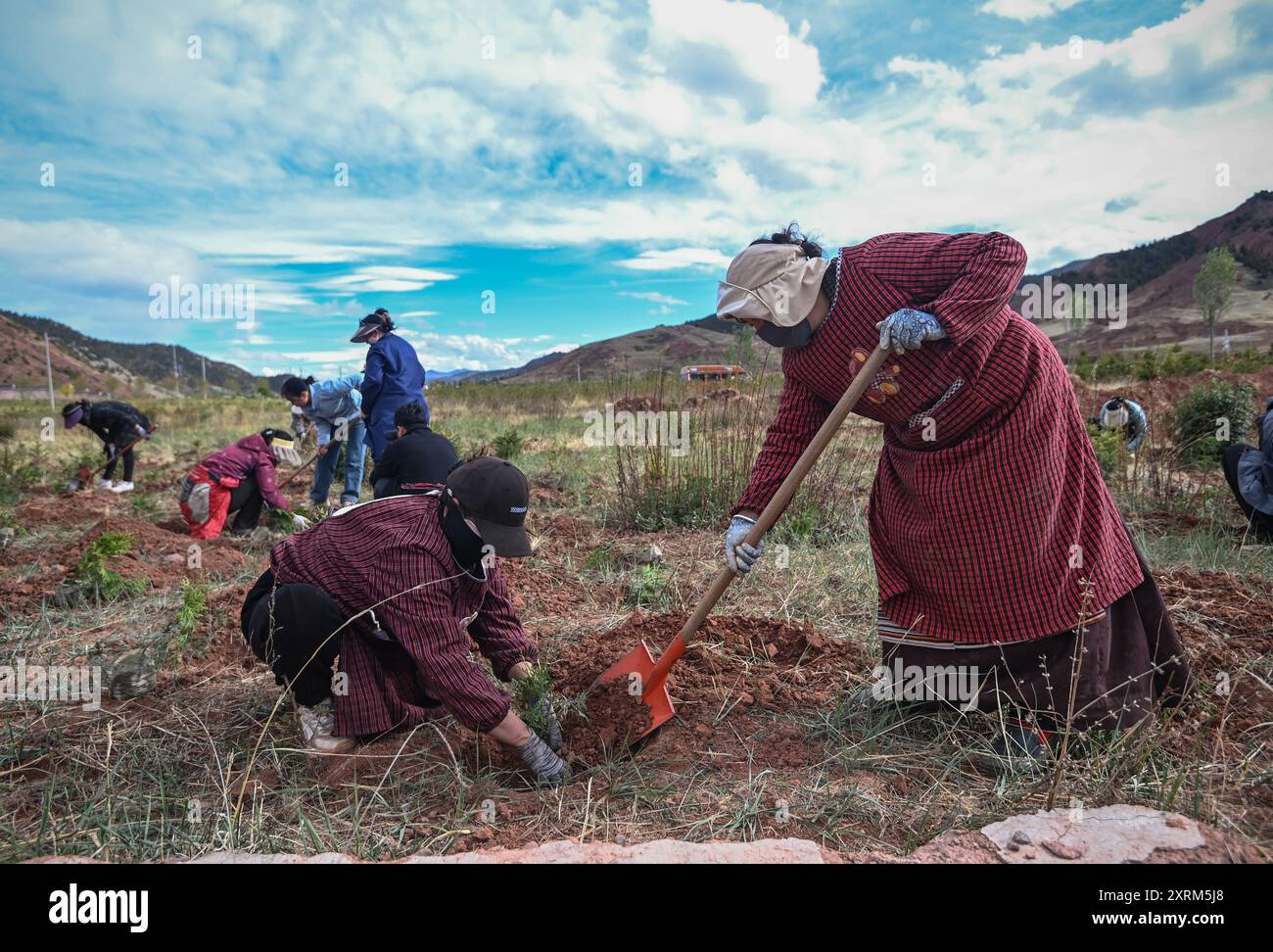 (240811) -- CHONGQING, 11 août 2024 (Xinhua) -- des ouvriers transplantent des plants de Thuja sutchuenensis dans une base forestière du comté de Mangkam, Qamdo, région autonome de Xizang, au sud-ouest de la Chine, 5 juin 2024. Thuja sutchuenensis sauvage est une espèce menacée de gymnosperme endémique de Chine et sous protection nationale de première classe. En 1998, l'Union internationale pour la conservation de la nature a déclaré Thuja sutchuenensis éteinte, mais l'espèce a été redécouverte dans le comté de Chengkou en 1999. À l'heure actuelle, le nombre de plantes adultes sauvages de Thuja sutchuenensis dans le monde est inférieur à 10 000, et elles ne le sont que Banque D'Images