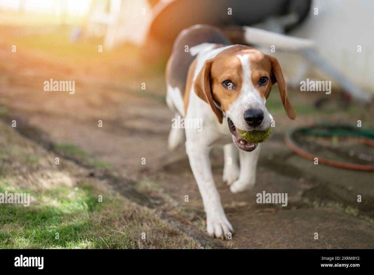 Chien Beagle porter balle de tennis dans sa bouche vue rapprochée Banque D'Images
