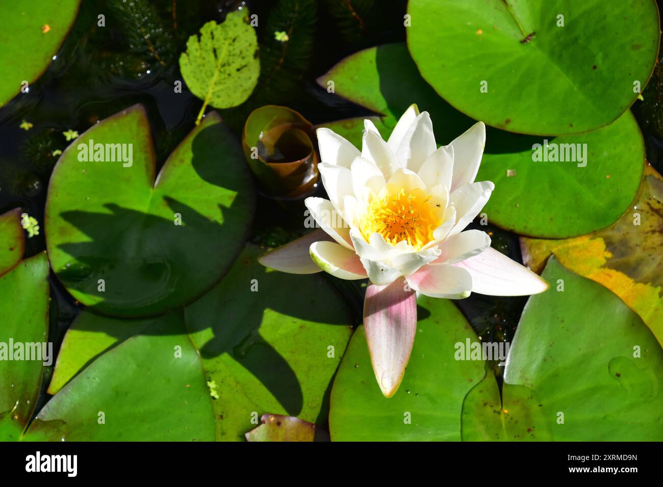 Nénuphar blanc Banque D'Images