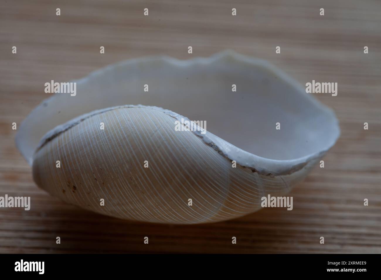 Rare coquille de canot trouvée sur une plage des Orcades Banque D'Images