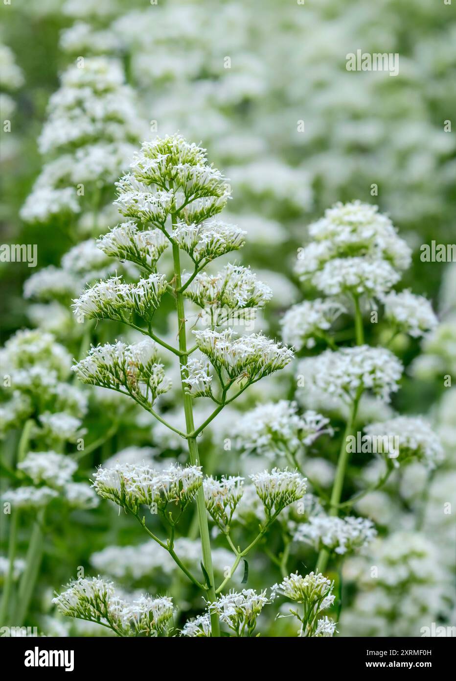 Forme blanche de Valériane rouge, Centranthus ruber 'Albus' valeria. Aussi appelé barbe de Jupiters, brosse de renard, éperon valériane, barbes de diable amongt d'autres. Banque D'Images