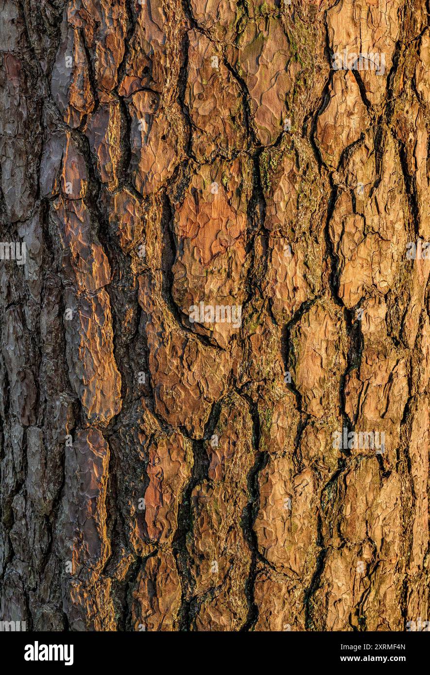 Gros plan ensoleillé de l'écorce d'arbre d'un pin montrant des motifs et des textures complexes, pris dans l'heure dorée Banque D'Images