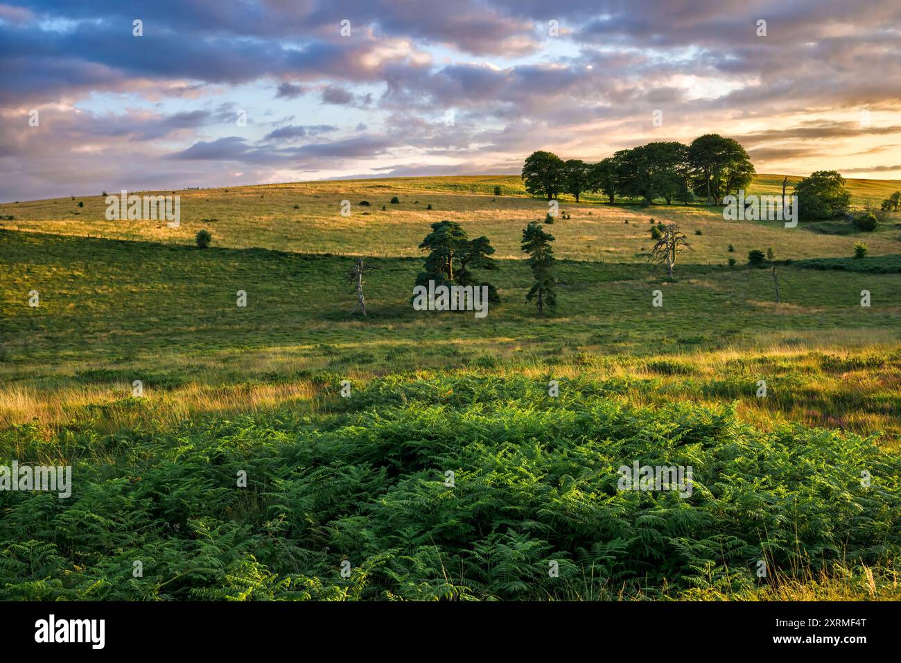 Collines vallonnées à Priddy Mineries, les Mendips, Somerset pris à l'heure d'or et le soleil descendant avec des nuages intéressants Banque D'Images