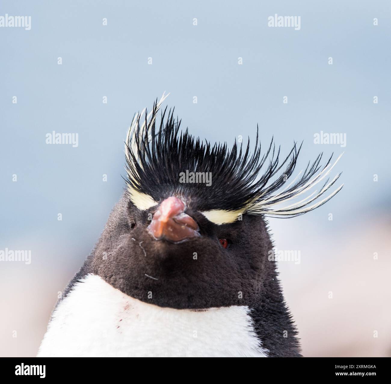 portrait d'un pingouin antarctique Banque D'Images