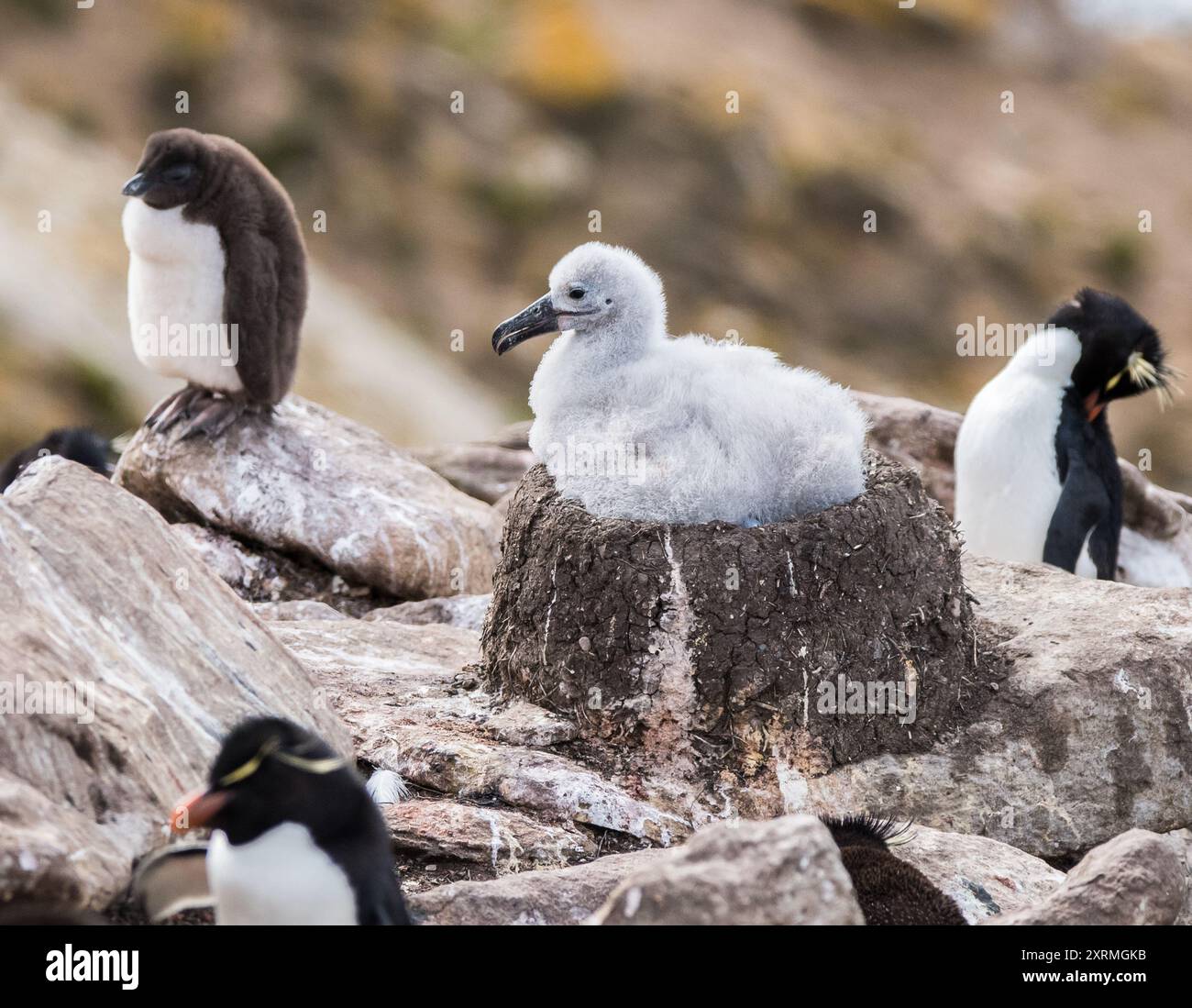 jeune poussin albatros sur son nid Banque D'Images