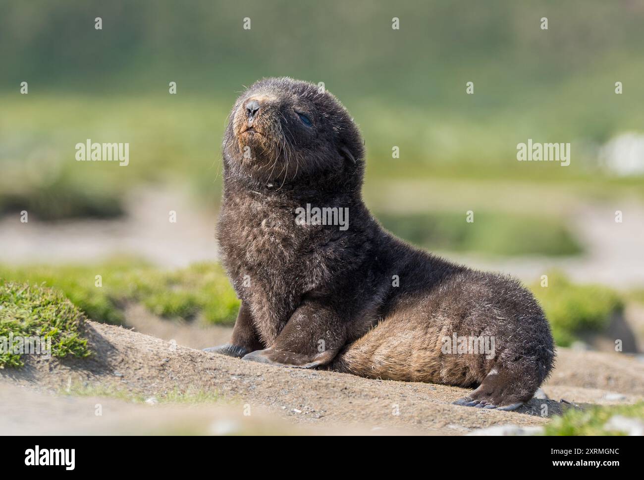 Le jeune phoque en Antarctique Banque D'Images