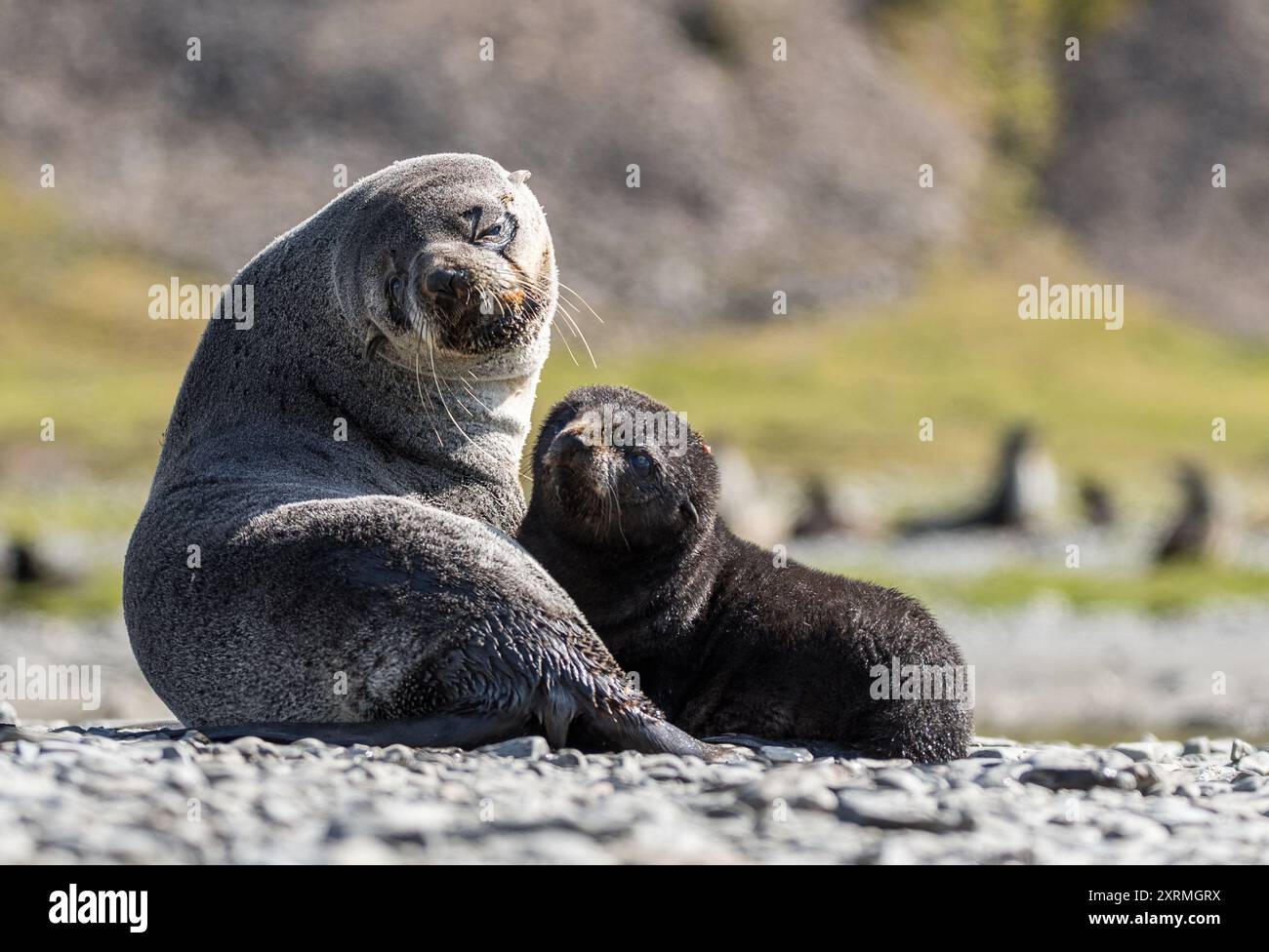 bébé phoque antarctique avec sa mère Banque D'Images