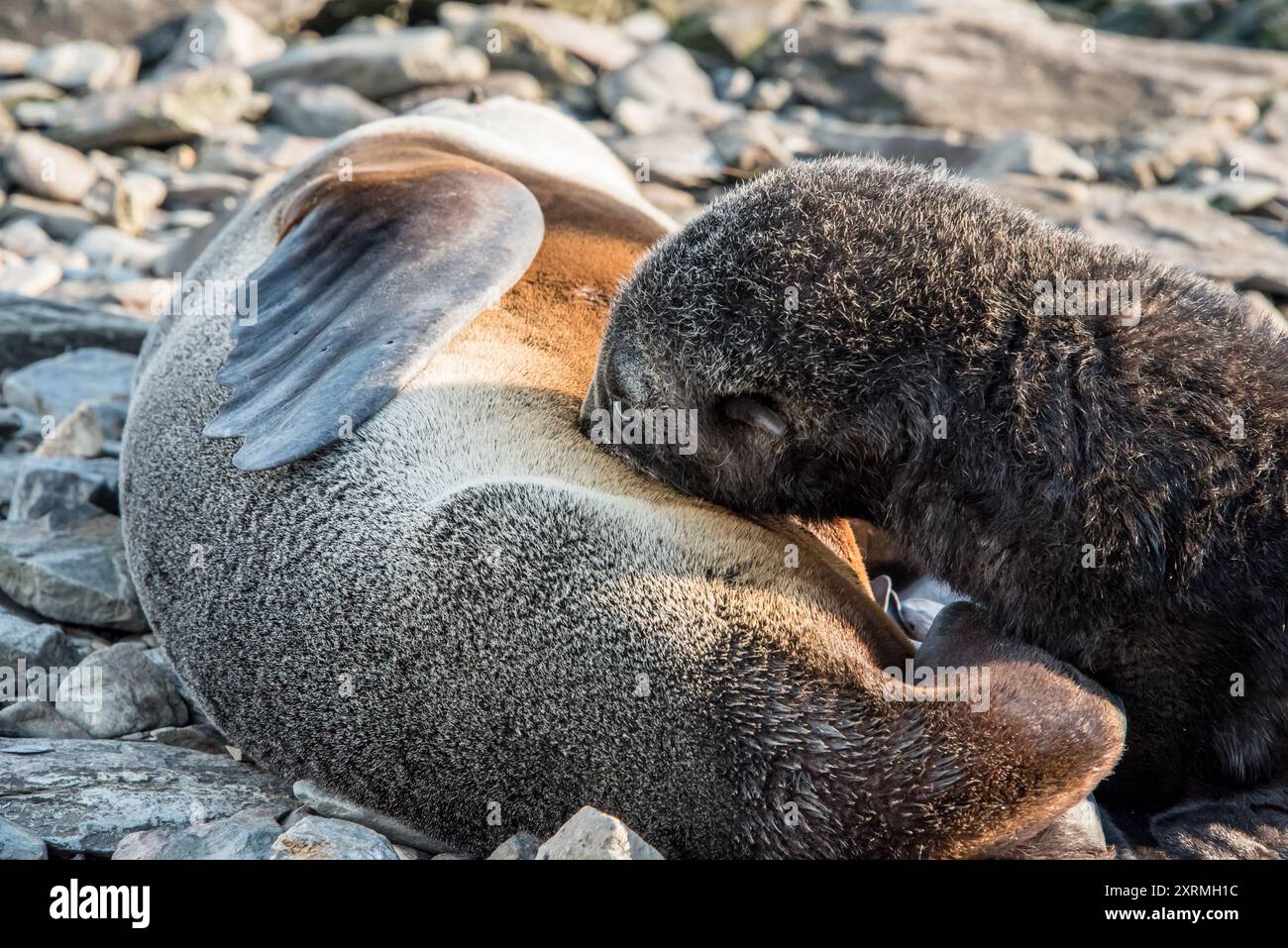 bébé phoque antarctique buvant sur sa mère Banque D'Images