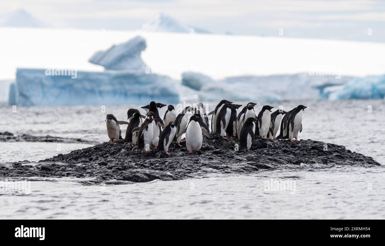 groupe de manchots adelie sur une petite île rocheuse dans l'océan antarctique Banque D'Images