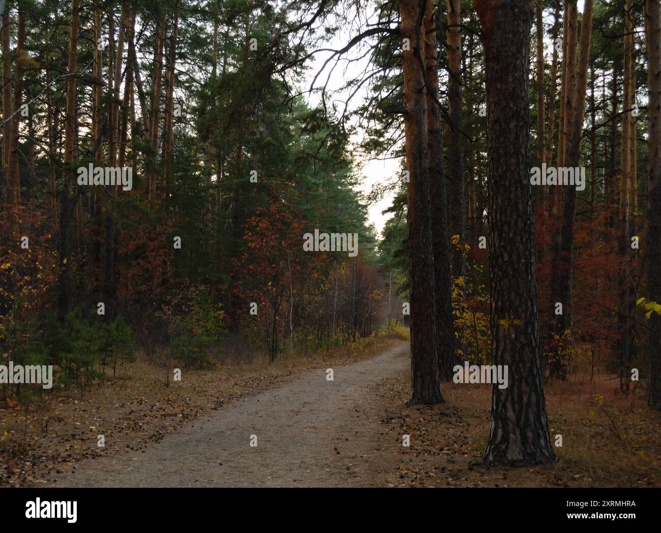 Chemin dans la forêt crépusculaire d'automne avec des arbres colorés Banque D'Images