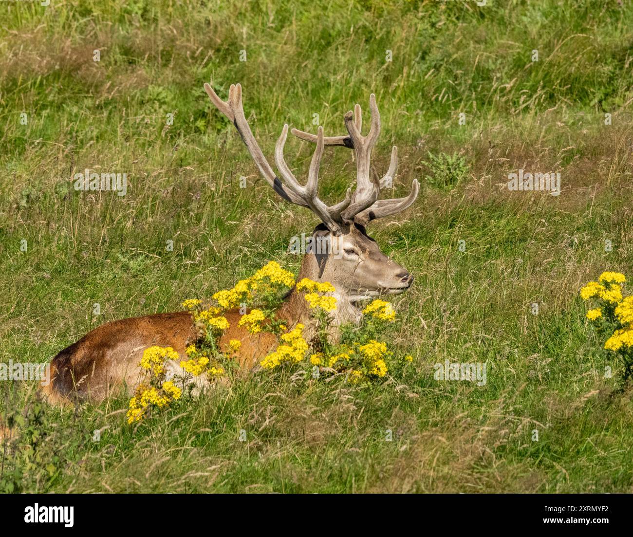 Beau cerf rouge avec velours sur bois couché dans le pré au soleil Banque D'Images