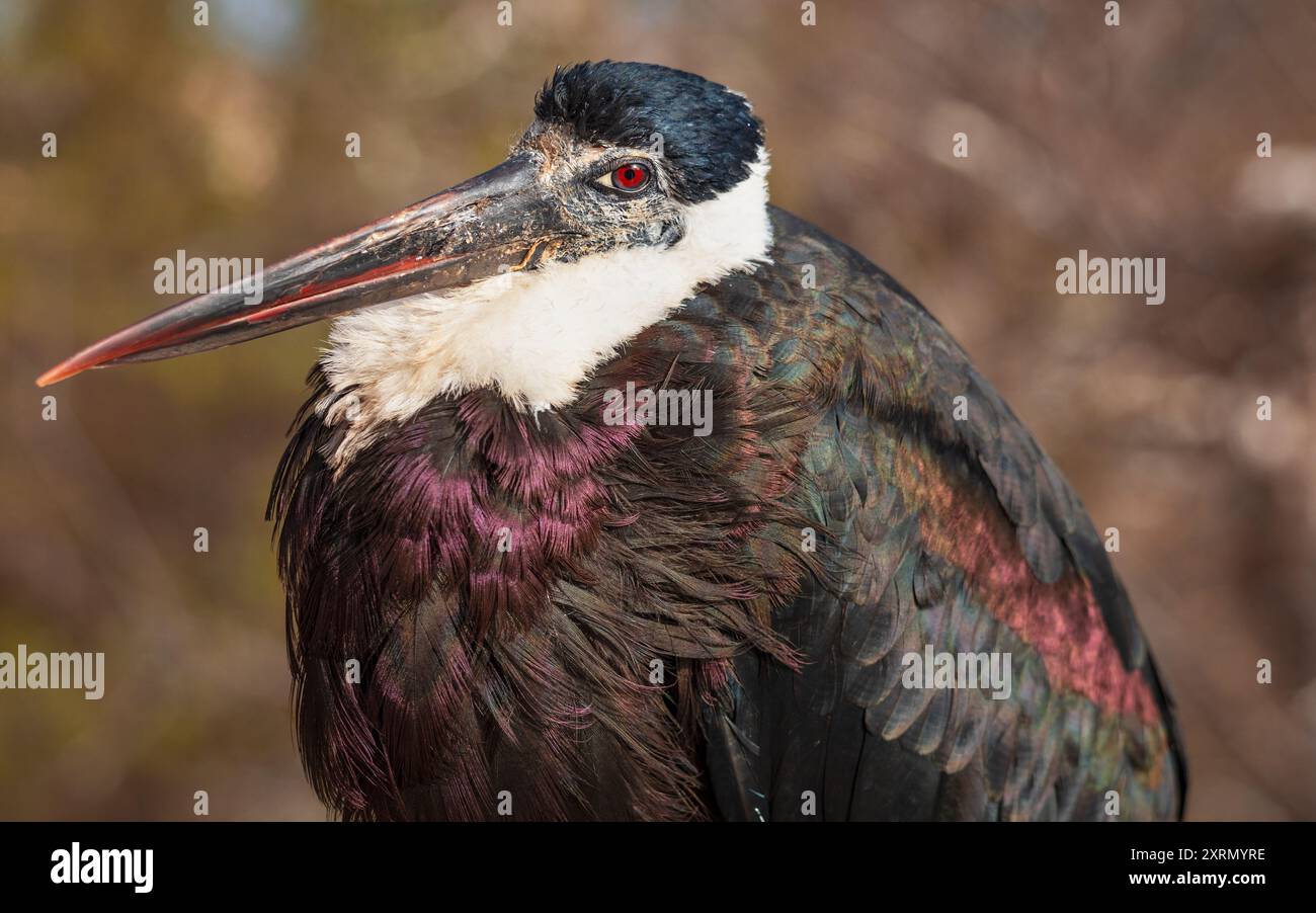 Portrait de la cigogne noire (Ciconia nigra). C'est un grand oiseau de la famille des Stark. Vue détaillée de la tête, du bec et de la belle plume colorée Banque D'Images