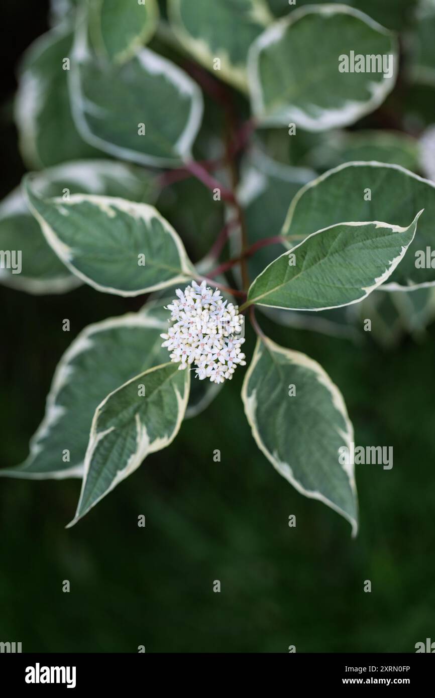 Arbuste ornemental Cornus alba avec des fleurs blanches en gros plan. Banque D'Images