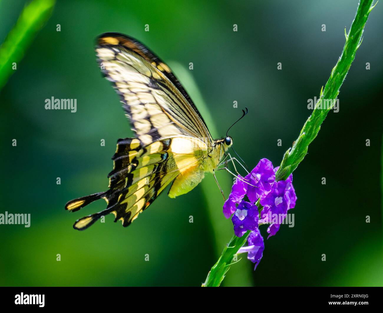 Papillon géant à queue d'aronde (Papilio cresphontes) se nourrissant de fleurs. Guatemala. Banque D'Images