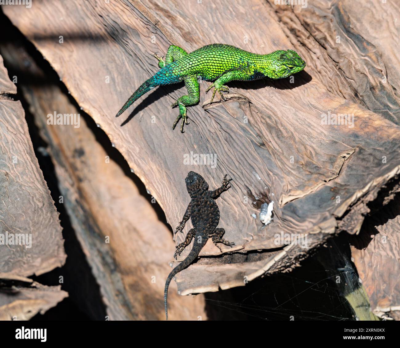 Deux lézards épineux émeraude guatémaltèques (Sceloporus taeniocnemis) baignant au soleil. Guatemala. Banque D'Images