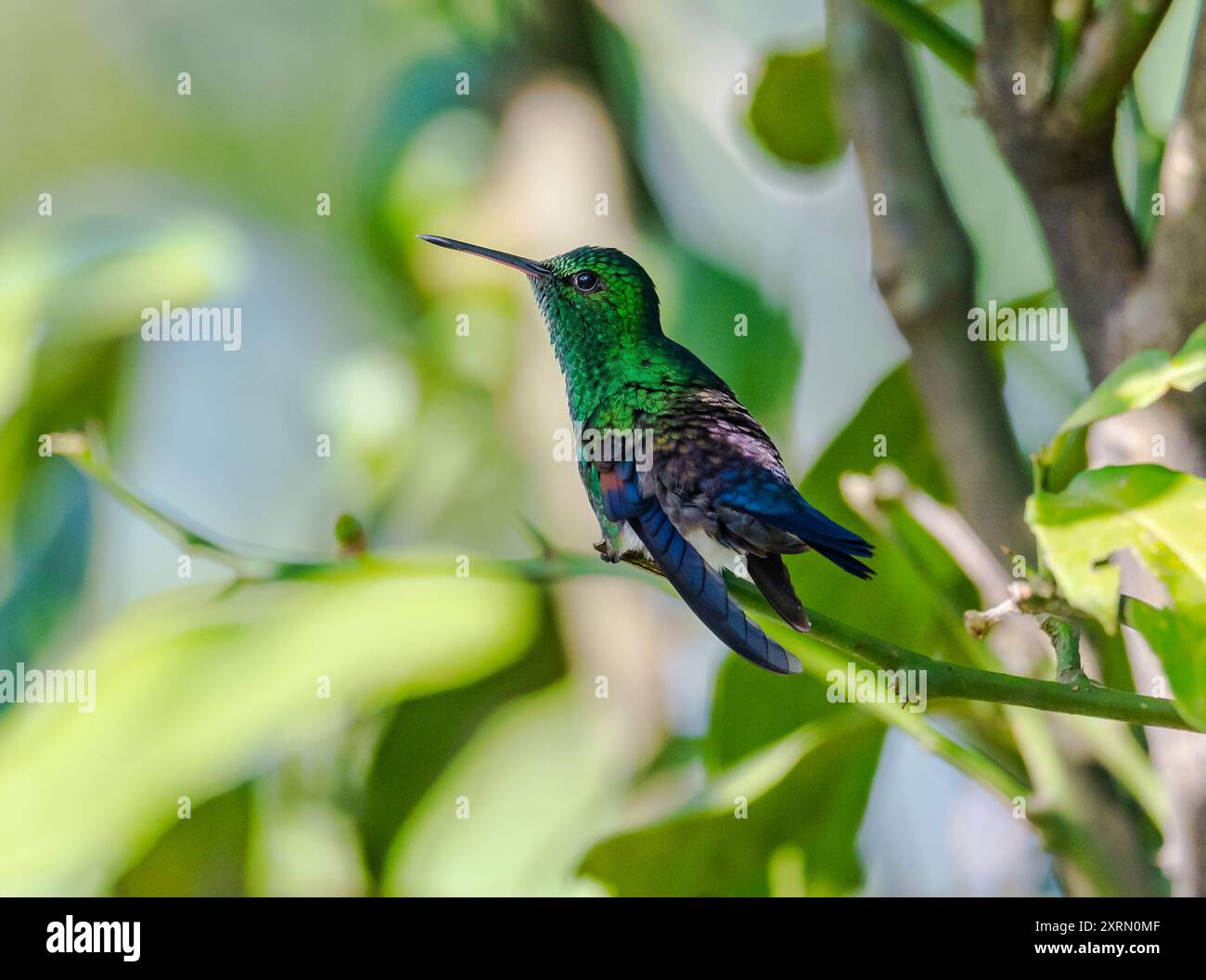 Un colibri à queue bleue (Saucerottia cyanura) perché sur une branche. Guatemala. Banque D'Images