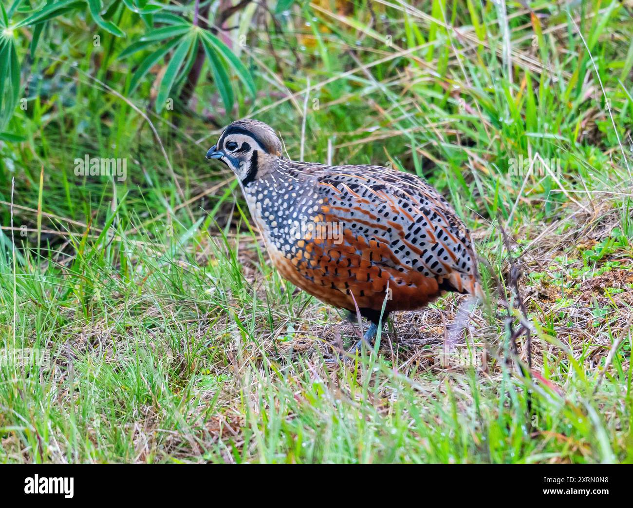Une caille ocellée sauvage (Cyrtonyx ocellatus) marchant dans l'herbe. Guatemala. Banque D'Images
