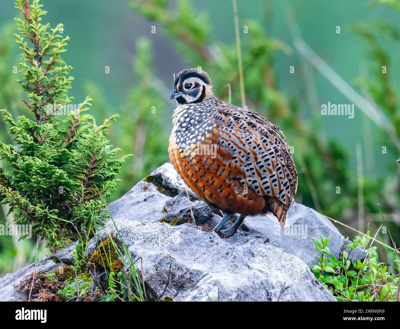 Une caille ocellée sauvage (Cyrtonyx ocellatus) debout sur un rocher. Guatemala. Banque D'Images