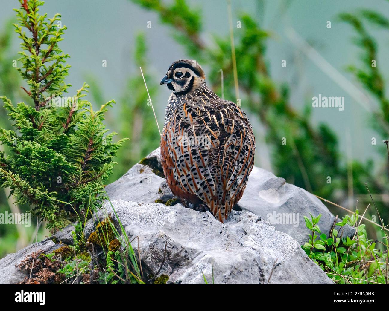 Une caille ocellée sauvage (Cyrtonyx ocellatus) debout sur un rocher. Guatemala. Banque D'Images