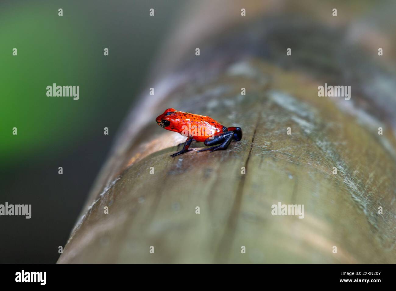 Fraise Poison-Dart grenouille trouvée dans les forêts tropicales du Costa Rica. Se nourrit de petits insectes et acariens. Connu pour ses couleurs vibrantes et sa peau toxique, com Banque D'Images