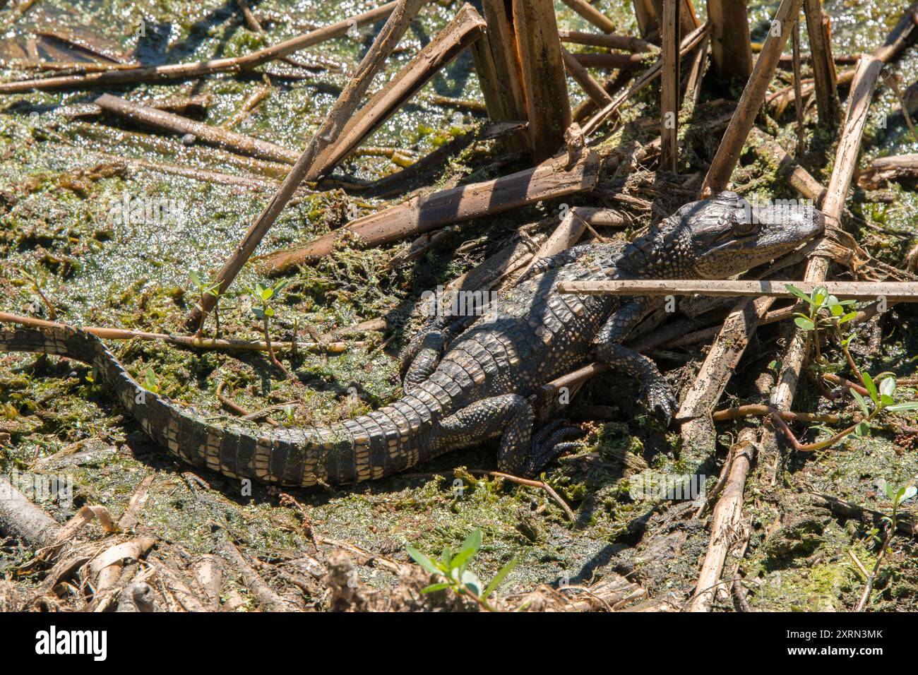 Jeunes alligators Banque D'Images