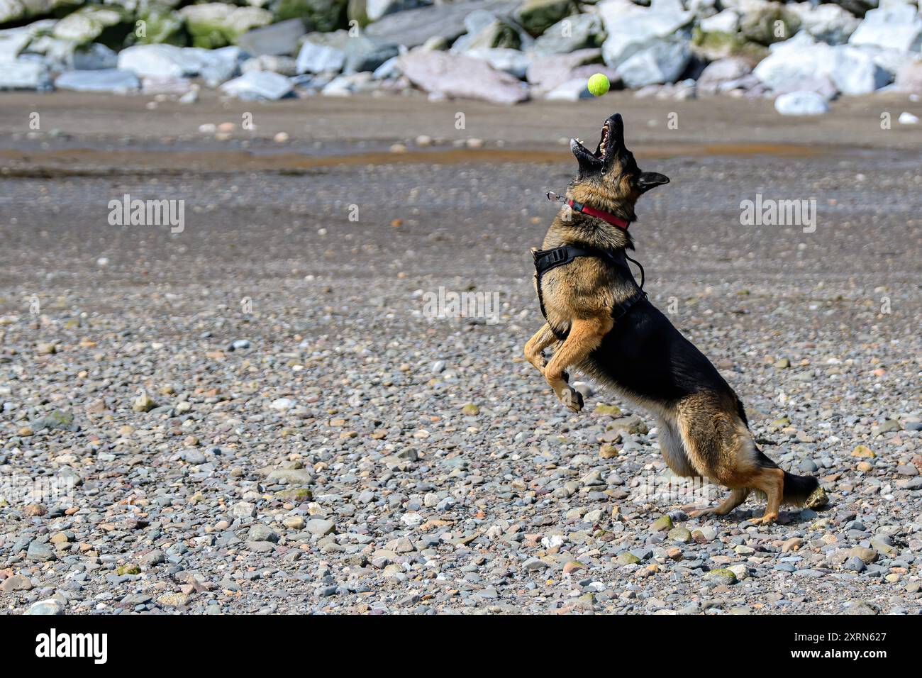 Un berger allemand joue à la pêche sur une plage rocheuse. Elle saute vers une balle de tennis tombant vers elle juste au-dessus de sa tête. Banque D'Images